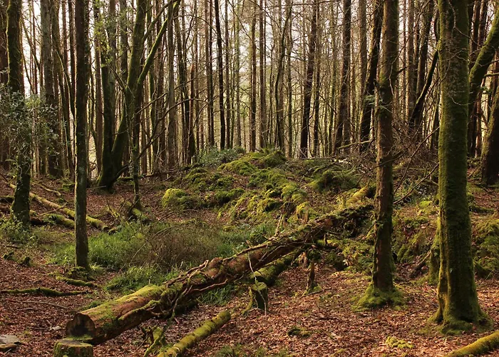 Dom wakacyjny Caiseal Valley *